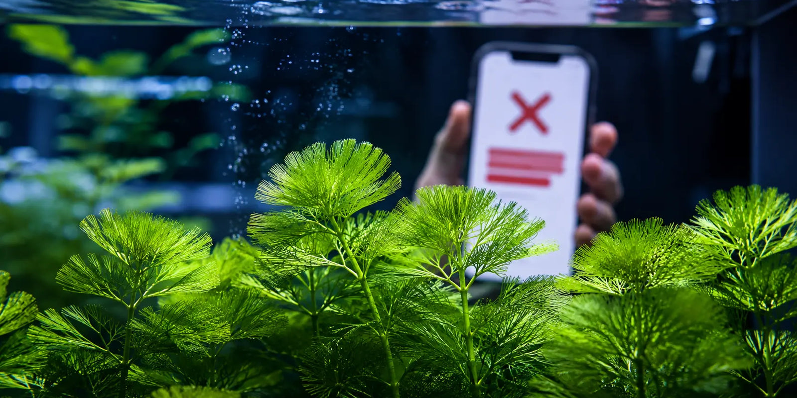 Smartphone displaying an online checkout shipping restriction error for live aquarium plants next to a planted tank.
