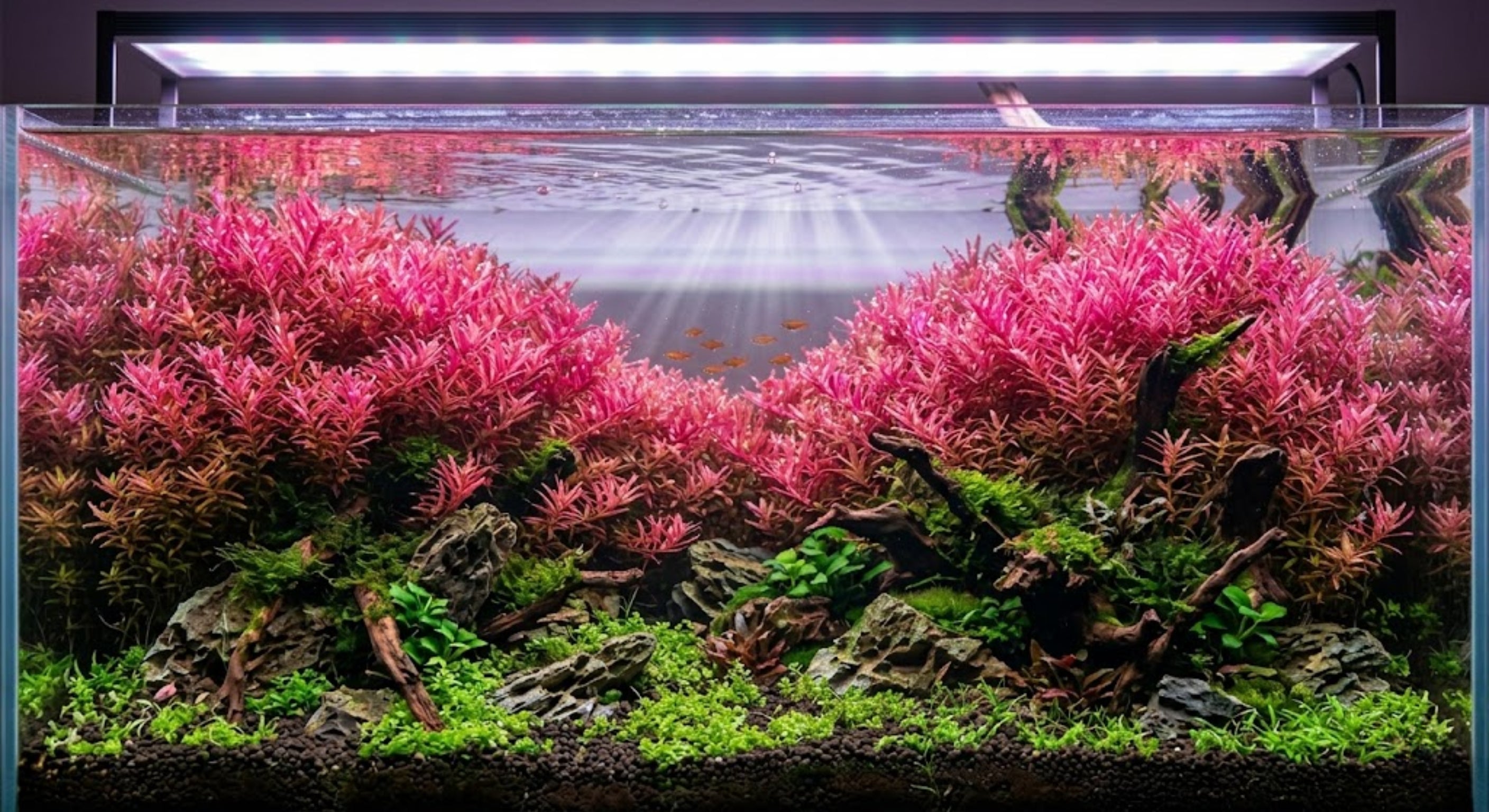Vibrant pink Rotala Wallichii stem plants thriving in a high-tech aquascape under high-intensity LED lighting.