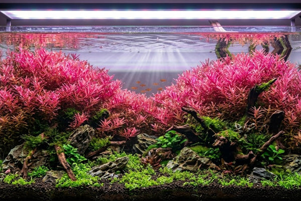 Vibrant pink Rotala Wallichii stem plants thriving in a high-tech aquascape under high-intensity LED lighting.