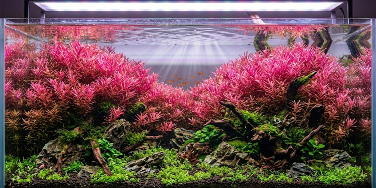 Vibrant pink Rotala Wallichii stem plants thriving in a high-tech aquascape under high-intensity LED lighting.