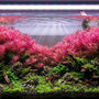 Vibrant pink Rotala Wallichii stem plants thriving in a high-tech aquascape under high-intensity LED lighting.