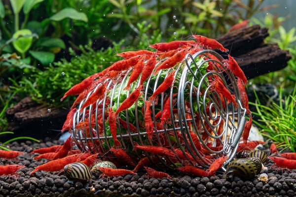 Red cherry shrimp swarming a stainless steel shrimp feeding dish filled with blanched vegetables in a planted nano tank.