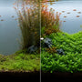 Split screen showing a sparse planted tank on the left and the same tank on the right fully transformed by a lush, dense carpet of Staurogyne repens in the midground.