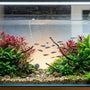A crystal-clear planted aquarium with a school of neon tetras, lush aquatic plants, and an active filter system.