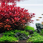 A professionally aquascaped freshwater aquarium featuring a large focal point of red Ludwigia Palustris surrounded by green carpet plants and driftwood.