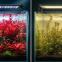 Side-by-side comparison of vibrant red Rotala stem plants under WEEK AQUA RGB+UV aquarium LED lighting versus dull olive green plants under standard RGB aquarium lighting.