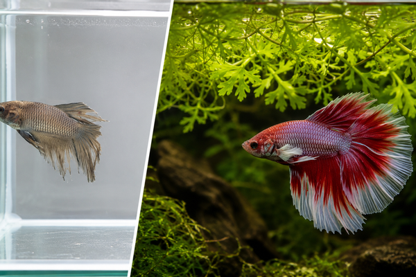 Split screen showing a stressed, dull betta fish in a bare tank on the left, compared to a vibrant, relaxed red betta fish swimming under floating water sprite on the right.