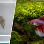 Split screen showing a stressed, dull betta fish in a bare tank on the left, compared to a vibrant, relaxed red betta fish swimming under floating water sprite on the right.