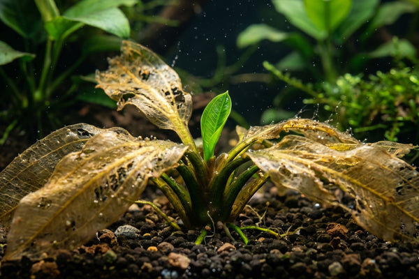 Aquarium plant melt explained: Macro view of a melting transparent leaf with a vibrant new green submerged leaf emerging from a healthy crown in a planted tank.