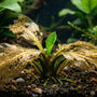 Aquarium plant melt explained: Macro view of a melting transparent leaf with a vibrant new green submerged leaf emerging from a healthy crown in a planted tank.