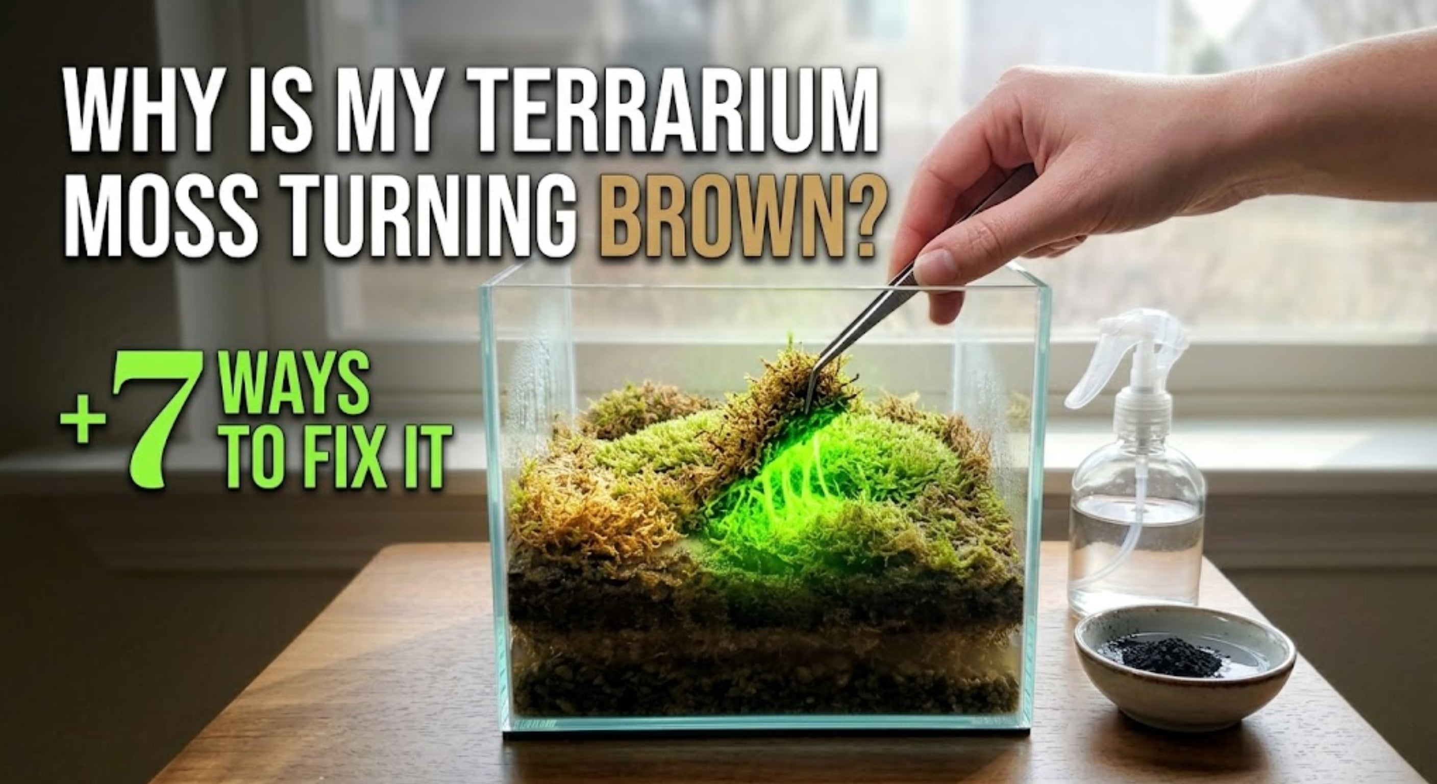 How to fix brown terrarium moss and revive a dying terrarium