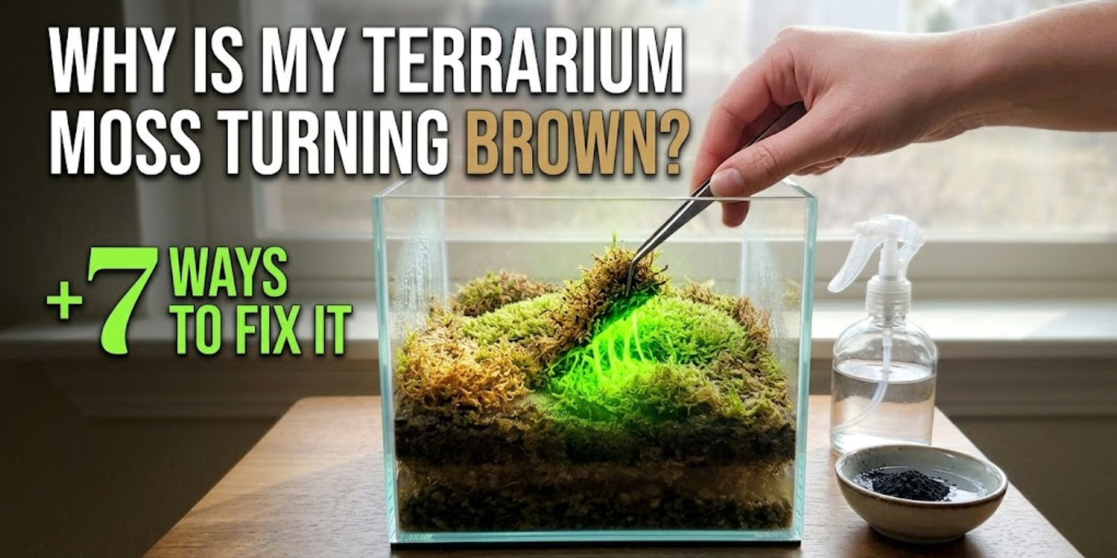 How to fix brown terrarium moss and revive a dying terrarium