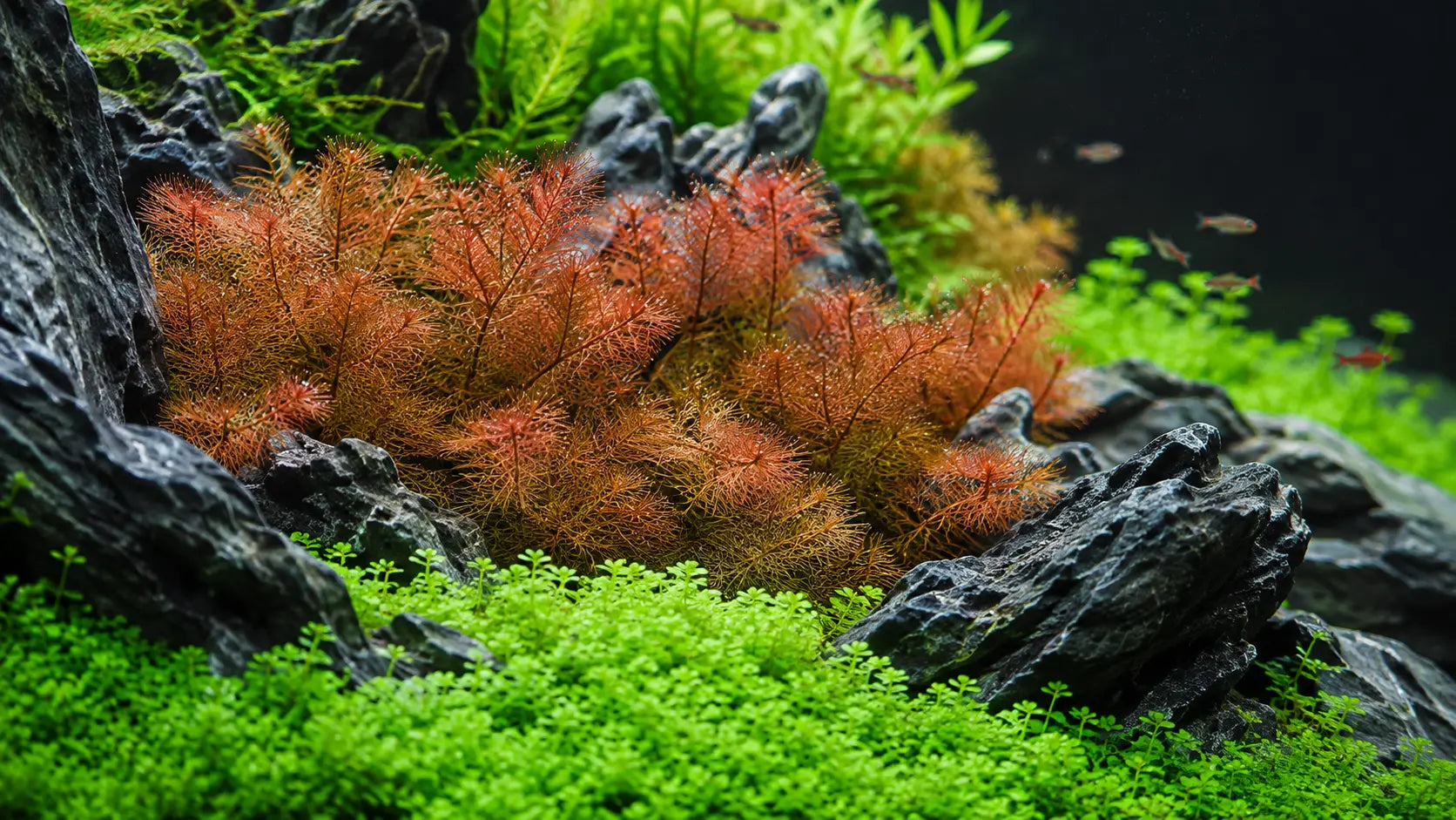 Myrio Red Foxtail Myriophyllum heterophyllum vibrant red aquarium stem plant softening dark aquascape rocks in a planted tank.