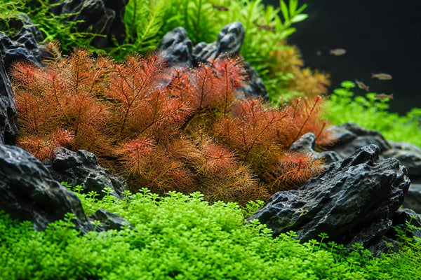 Myrio Red Foxtail Myriophyllum heterophyllum vibrant red aquarium stem plant softening dark aquascape rocks in a planted tank.