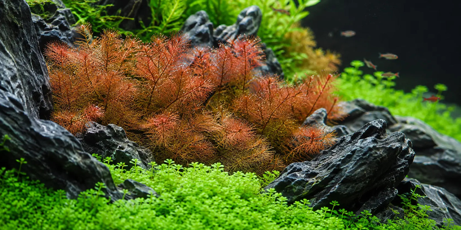 Myrio Red Foxtail Myriophyllum heterophyllum vibrant red aquarium stem plant softening dark aquascape rocks in a planted tank.