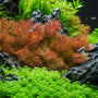 Myrio Red Foxtail Myriophyllum heterophyllum vibrant red aquarium stem plant softening dark aquascape rocks in a planted tank.