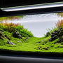 High-tech planted aquarium featuring a sweeping, flawless green foreground carpet of dwarf hairgrass and micro sword anchored in nutrient-rich substrate.