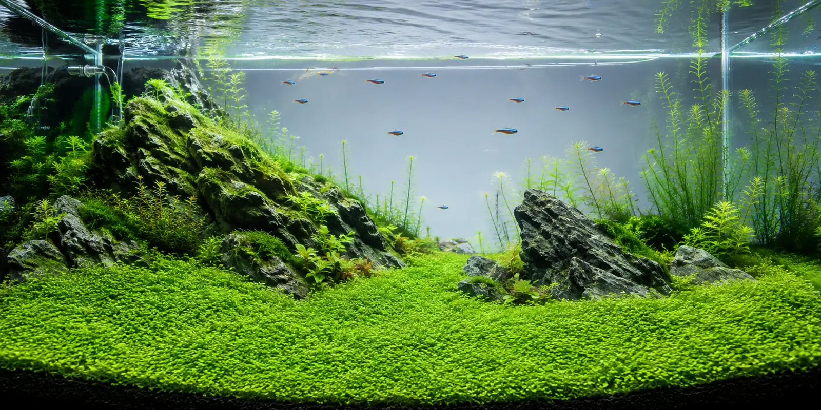 A thriving, fully carpeted planted aquarium demonstrating the explosive growth possible when using the best aquarium substrate and active aquasoil.