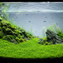 A thriving, fully carpeted planted aquarium demonstrating the explosive growth possible when using the best aquarium substrate and active aquasoil.
