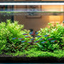 Crystal clear high-tech planted aquarium featuring healthy stem plants and schooling neon tetras.