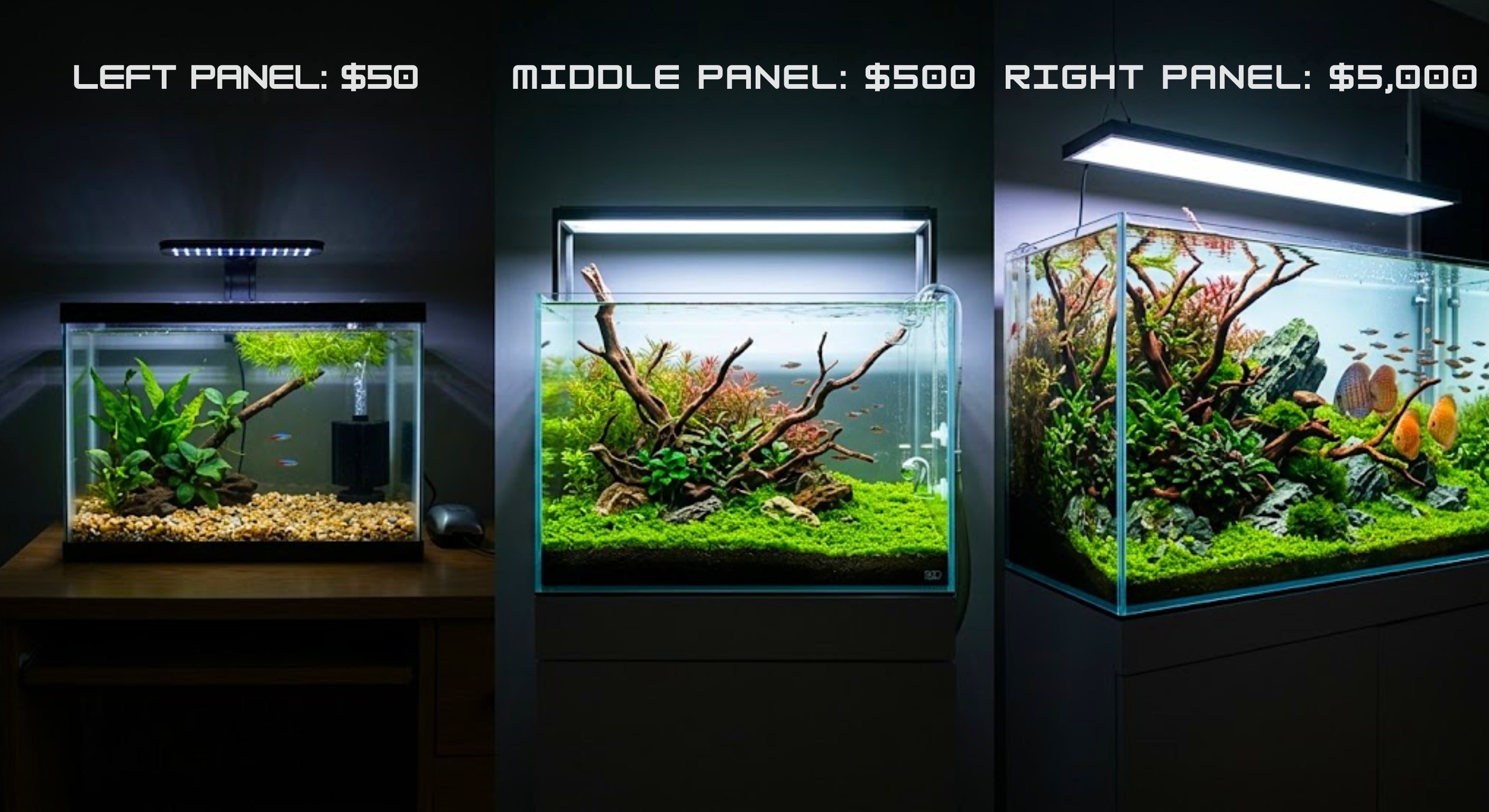 Side-by-side comparison of planted tank builds at $50, $500, and $5000 budgets, showcasing the evolution from a basic aquarium setup to a high-end professional aquascape.