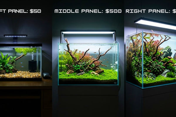 Side-by-side comparison of planted tank builds at $50, $500, and $5000 budgets, showcasing the evolution from a basic aquarium setup to a high-end professional aquascape.