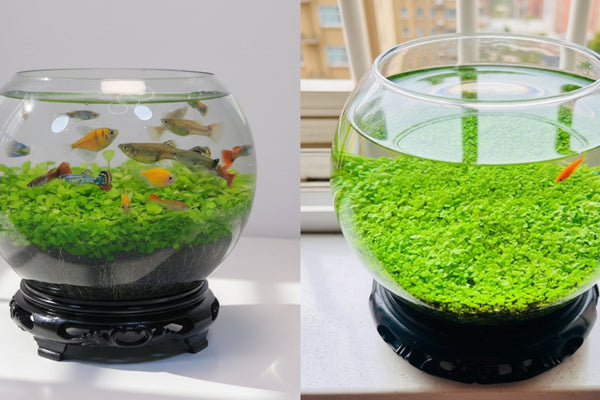 Ecological Water Grass Tank Round Cylinder Set
