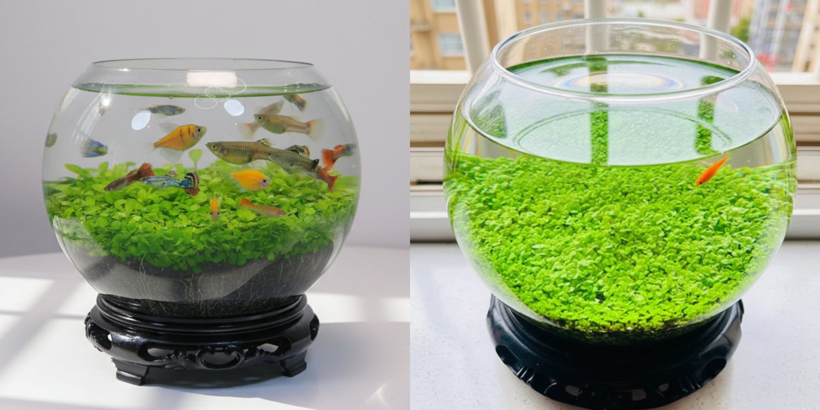 Ecological Water Grass Tank Round Cylinder Set