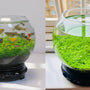 Ecological Water Grass Tank Round Cylinder Set