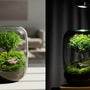 Tree of Life - Moss Microlandscape [Including Internal Plants + Decoration]