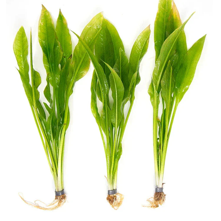 LOW-TECH PLANTS