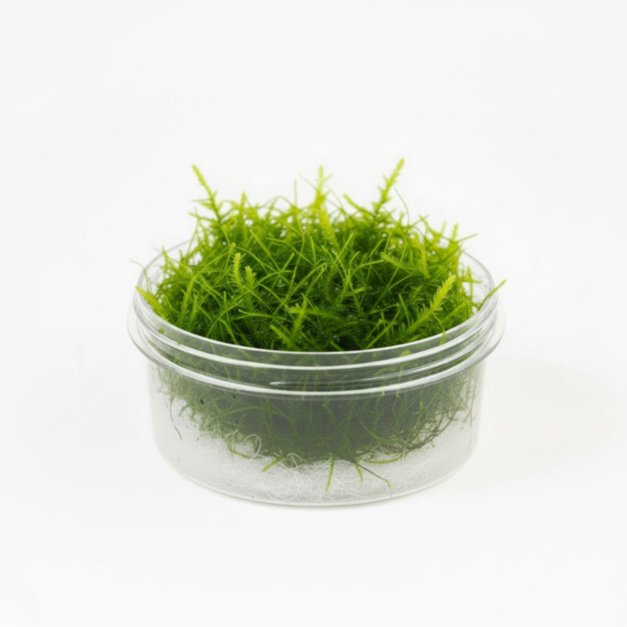 Mosses
