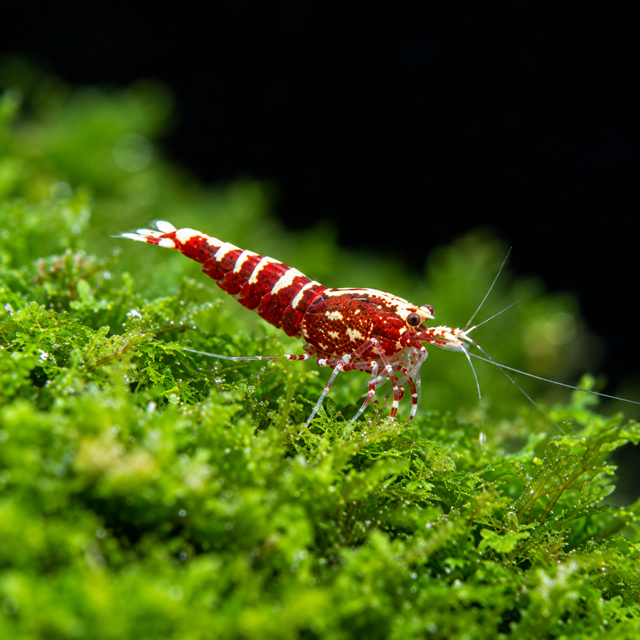 Red and white aquarium shrimp resting on green moss
