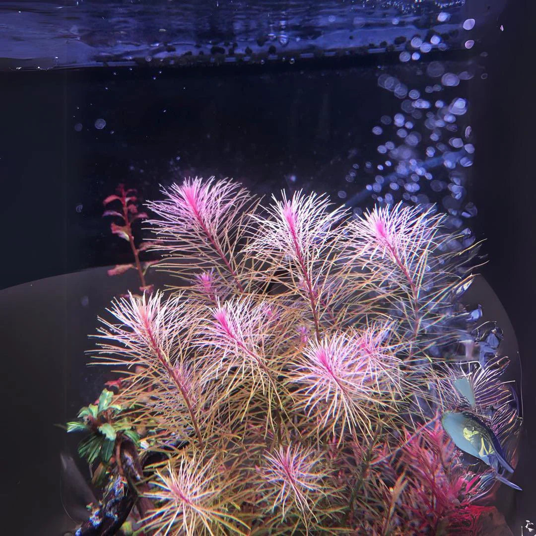 MID-TECH & HIGH-TECH PLANTS