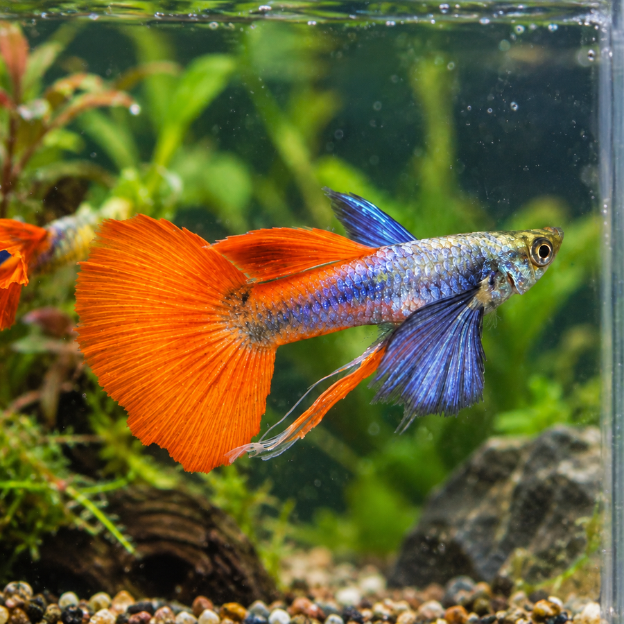 Vivid fancy guppy swimming in a planted aquarium
