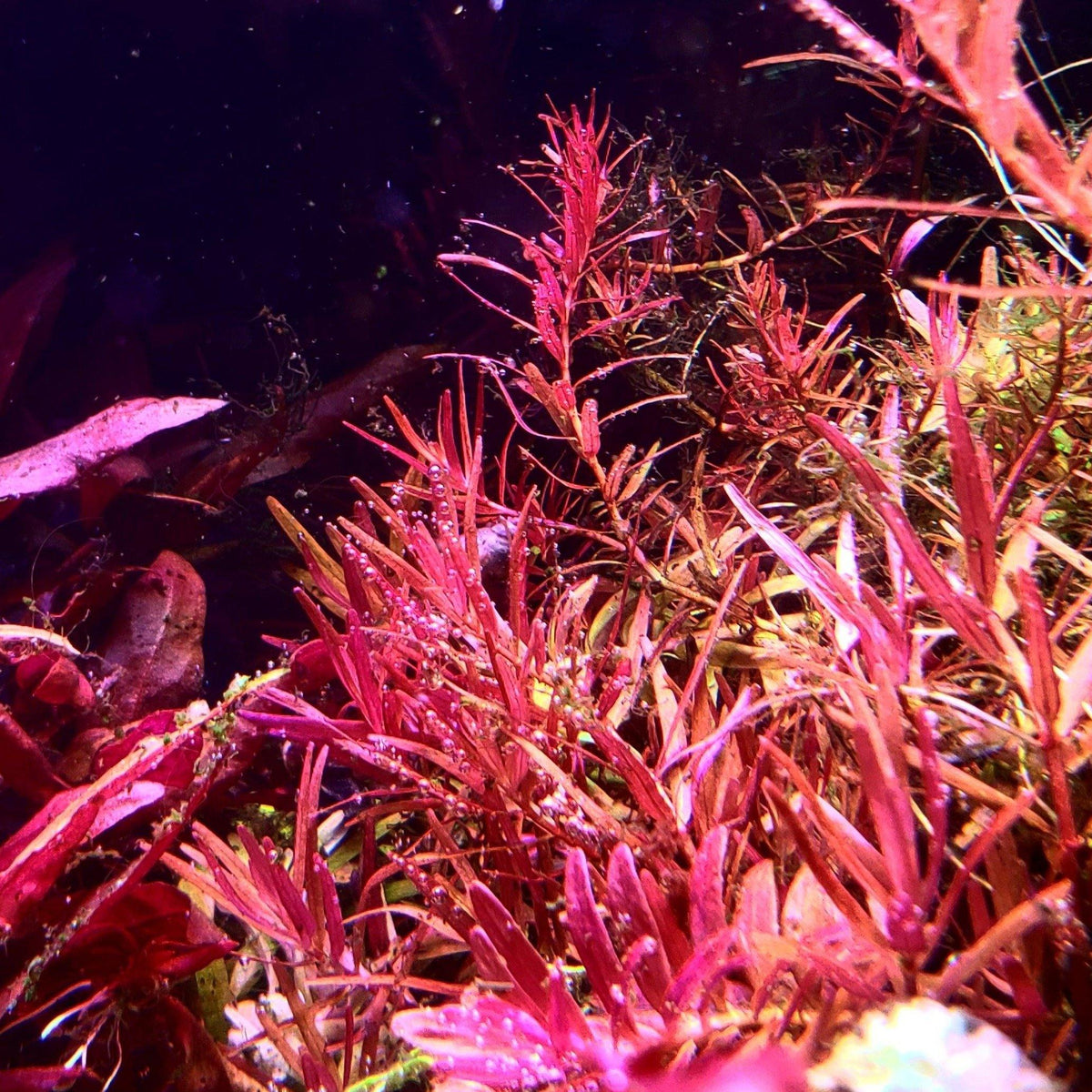 Rotala Vietnam H'Ra - Easy Live Aquarium Plant