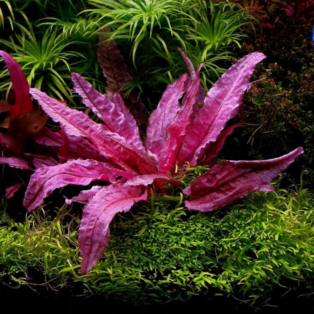 Cryptocoryne Pink Flamingo