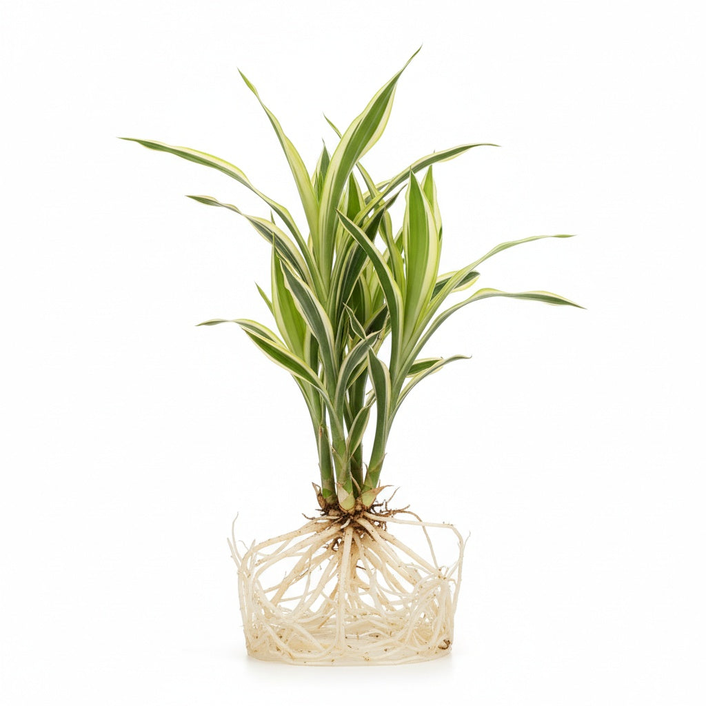 Sanderiana Variegated (Dracaena sanderiana) – Lucky Bamboo Variegated