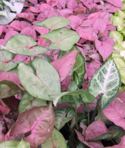 Arrowhead Plant (Syngonium) – Live Houseplant
