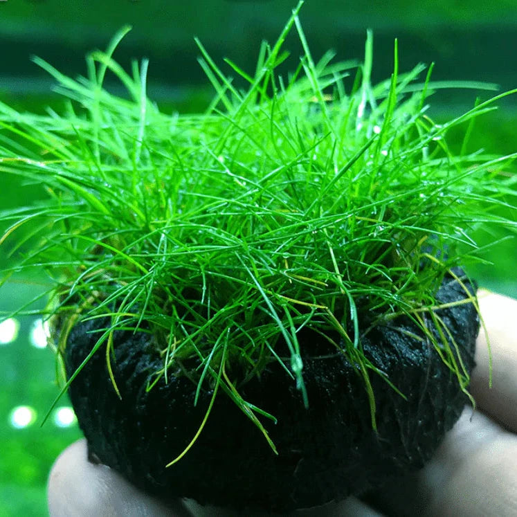 Dwarf Hairgrass [Eleocharis Parvula]