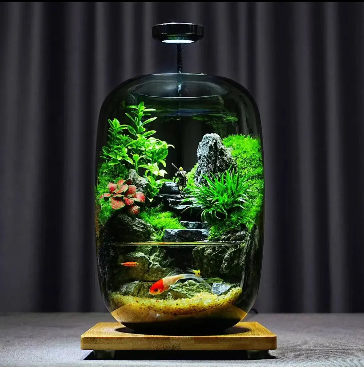 Water Clouds Moss Microecological Landscape [Including Internal Plants +  Decoration] – PlantedPro