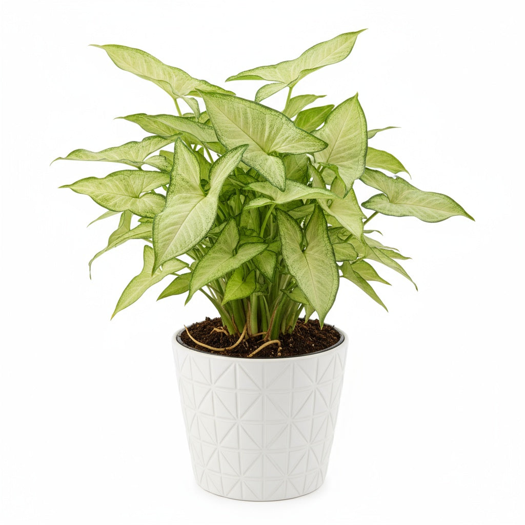 Arrowhead Plant (Syngonium) – Live Houseplant