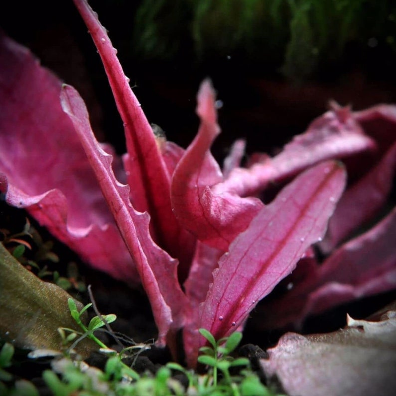 Cryptocoryne Pink Flamingo