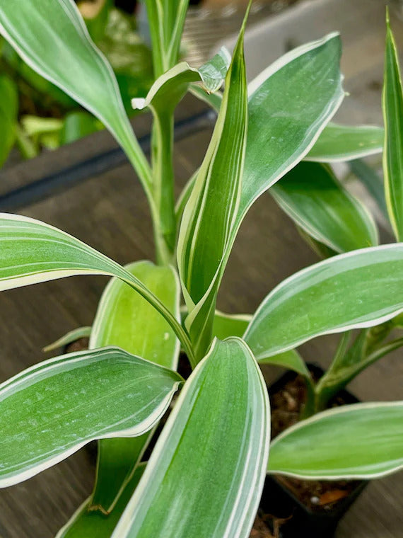 Sanderiana Variegated (Dracaena sanderiana) – Lucky Bamboo Variegated