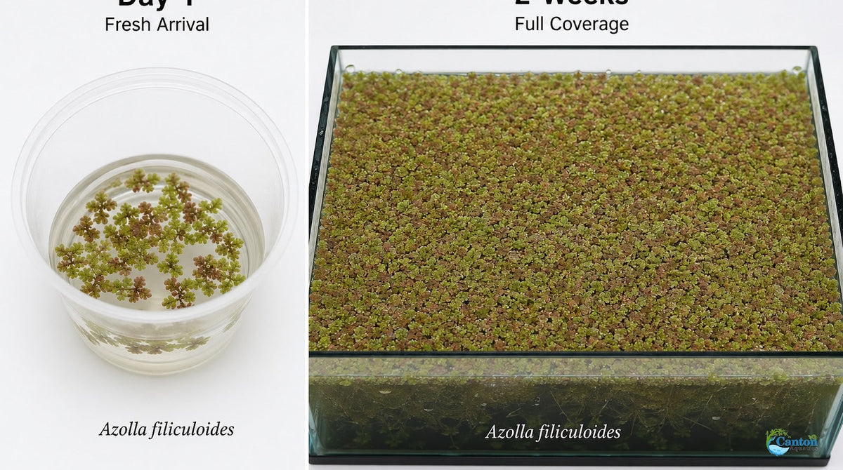 Azolla Filiculoides Water Velvet Floating Aquarium Plant Easy Care Mosquito Fern for Fish Tanks Ponds