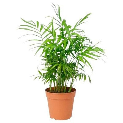 Bella Palm Chamaedorea Elegans Easy Live Plants Free Shipping