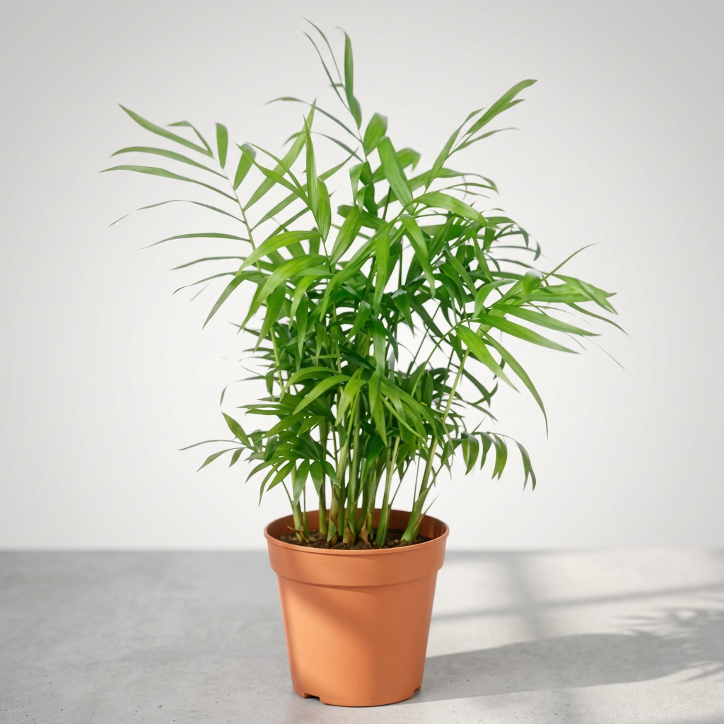 Bella Palm Chamaedorea Elegans Easy Live Plants Free Shipping