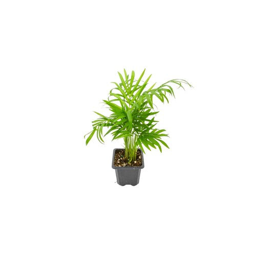 Bella Palm Chamaedorea Elegans Easy Live Plants Free Shipping