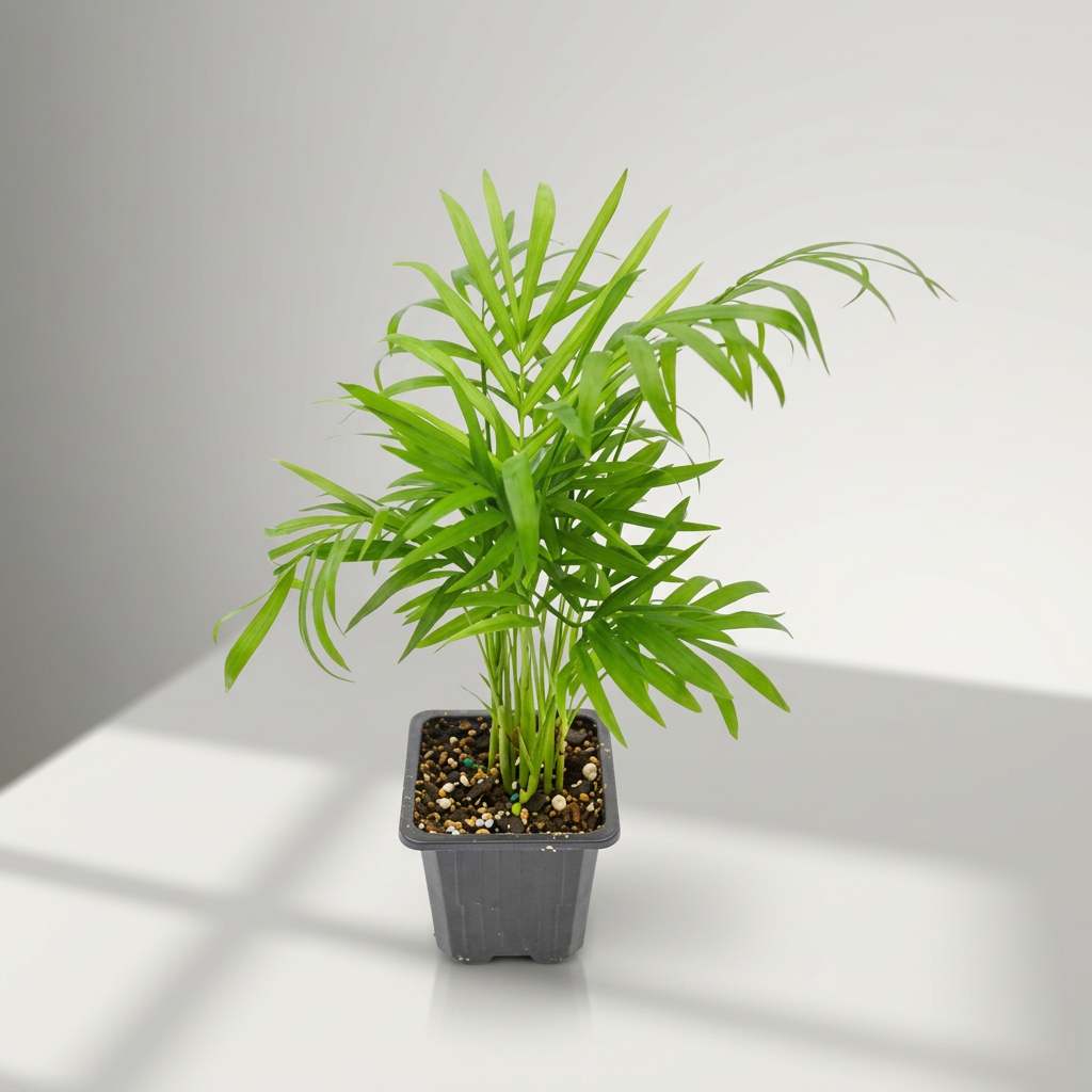 Bella Palm Chamaedorea Elegans Easy Live Plants Free Shipping