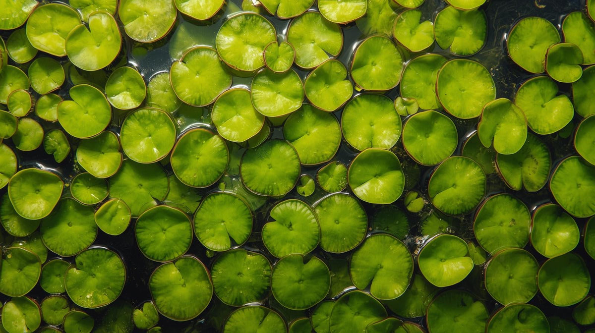 Salvinia Live Floating Aquarium & Pond Plant